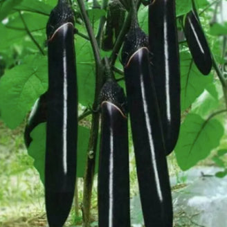 Black Shine Long Eggplant Vegetable Seeds (300 seeds) - Basic Farm House