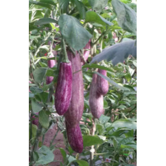 Thailand Bamboo Silk Long Eggplant Vegetable Seeds (300 seeds) - Basic Farm House