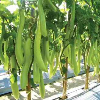 Emerald Green Long Eggplant Vegetable Seeds (100 seeds) - Basic Farm House