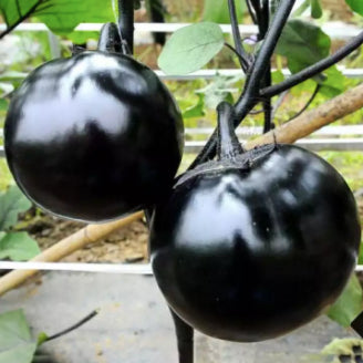 Rare Round Black Eggplant Vegetable Seeds (300 seeds) - Basic Farm House