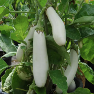 Rare White Dragon Long Eggplant Vegetable Seeds (300 seeds) - Basic Farm House