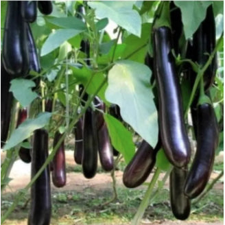 Moyu Long Eggplant Extra Long Purple Vegetable Seeds (200 seeds) - Basic Farm House