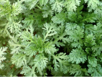 Small Leaf Garland Tongho Vegetable Seeds (2000 seeds) - Basic Farm House