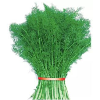 RARE Stubble Fennel Cumin Herb Aromatic Anise Salad Vegetable Seeds (500 seeds) - Basic Farm House
