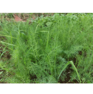 RARE Stubble Fennel Cumin Herb Aromatic Anise Salad Vegetable Seeds (500 seeds) - Basic Farm House