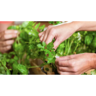 Italian Cilantro Big Leaf Herb Vegetable Seeds (1000 seeds) - Basic Farm House