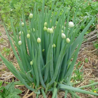 BIG Green Bunching Scallion Onion Vegetable Seeds ( 500 seeds ) - Basic Farm House