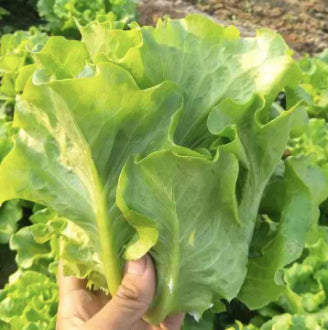 Italian Lettuce Vegetable Seeds (1000 seeds) - Basic Farm House