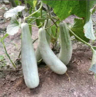 Goat Horn Crispy Sweet Melon Fruit Vegetable Seeds (20 seeds) - Basic Farm House