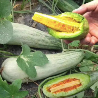 Goat Horn Crispy Sweet Melon Fruit Vegetable Seeds (20 seeds) - Basic Farm House