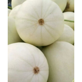 White Sand Honey Melon Fruit Vegetable Seeds (50 seeds) - Basic Farm House