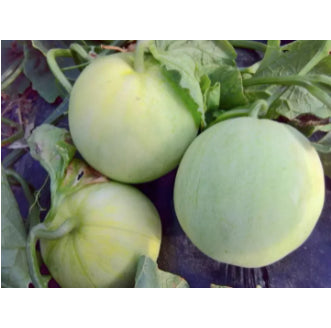 RARE Taiwan Japanese Sweet Green Treasure Melon Fruit Vegetable Seeds (30 seeds) - Basic Farm House
