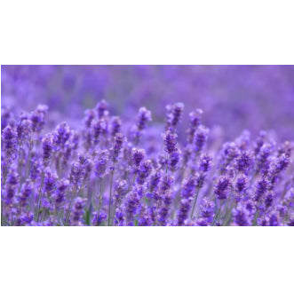 Lavender Mosquito Repellent Plants Seeds (75 seeds) - Basic Farm House
