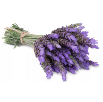 Lavender Mosquito Repellent Plants Seeds (75 seeds) - Basic Farm House