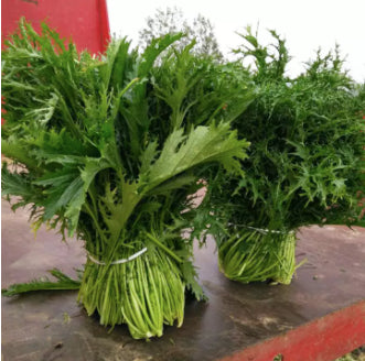 Japanese Mizuna Potherb Mustard Salad Vegetable Seeds (800 seeds) - Basic Farm House