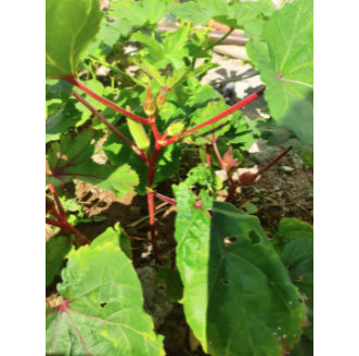 Red Burgundy Okra Vegetable Seeds (50 seeds) - Basic Farm House