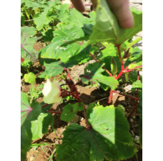 Red Burgundy Okra Vegetable Seeds (50 seeds) - Basic Farm House