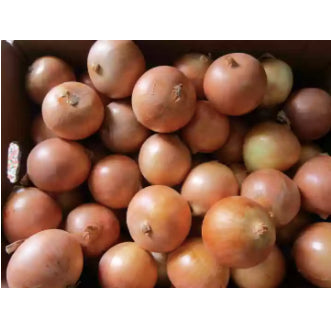 Yellow Onion Sibuyas Vegetable Seeds (500 seeds) - Basic Farm House