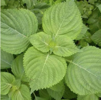 Korean Green Perilla Shiso Vegetable Seeds (500 seeds) - Basic Farm House