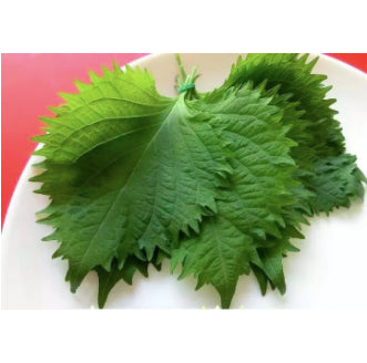 Korean Green Perilla Shiso Vegetable Seeds (500 seeds) - Basic Farm House
