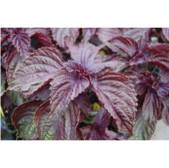 Rare Korean Perilla Shiso Purple Vegetable Seeds (200 seeds) - Basic Farm House