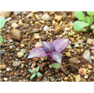 Rare Korean Perilla Shiso Purple Vegetable Seeds (200 seeds) - Basic Farm House