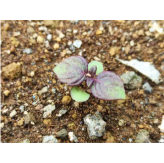 Rare Korean Perilla Shiso Purple Vegetable Seeds (200 seeds) - Basic Farm House