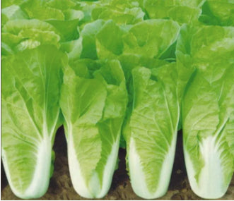 Rapid Chinese Pechay Vegetable Seeds (2000 seeds) - Basic Farm House
