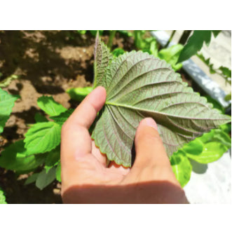 Rare Korean Perilla Shiso Purple Green Vegetable Seeds (200 seeds) - Basic Farm House