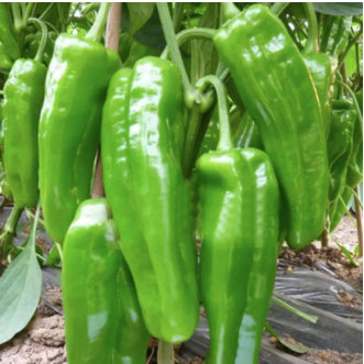 Cow Green Horn Pepper Variety Vegetable Seeds ( 200 seeds ) - Basic Farm House