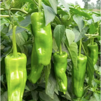 Cow Green Horn Pepper Variety Vegetable Seeds (100 seeds) - Basic Farm House