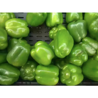 Green Sweet Bell Pepper Vegetable Seeds (500 seeds) - Basic Farm House