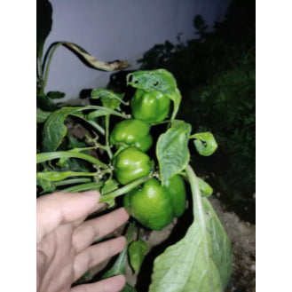 Green Sweet Bell Pepper Vegetable Seeds (500 seeds) - Basic Farm House