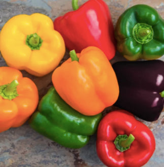 Hybrid Colorful Rainbow Bell Pepper Vegetable Seeds (100 seeds) - Basic Farm House