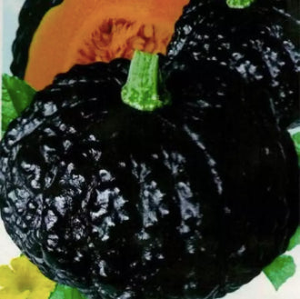 Rare Japanese Kabocha Black Sweet Pumpkin Kalabasa Vegetable Seeds (40 seeds) - Basic Farm House