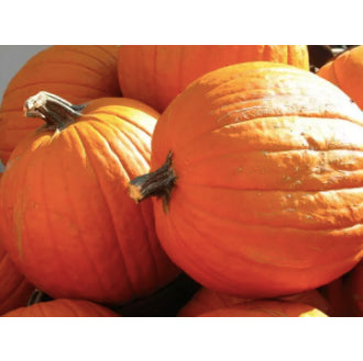 RARE Red Honey Pumpkin Vegetable Variety Seeds (20 seeds) - Basic Farm House