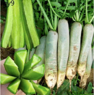 RARE Korean Sweet Green Water Fruit Radish Labanos Variety Seeds (300 seeds) - Basic Farm House