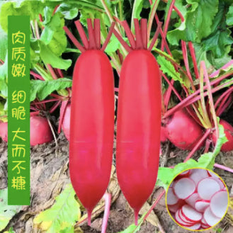 Water Radish Kimchi Vegetable Seeds (300 seeds) - Basic Farm House