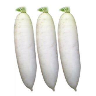 RARE Korean White Jade Radish Extra Large Vegetable Seeds (300 seeds) - Basic Farm House