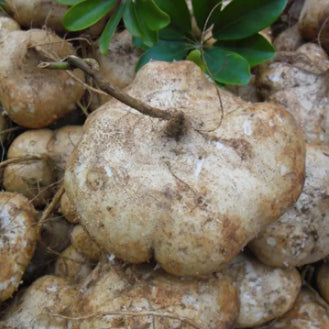 Singkamas Vegetable Seeds (20 seeds) - Basic Farm House