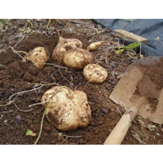 Singkamas Vegetable Seeds (20 seeds) - Basic Farm House