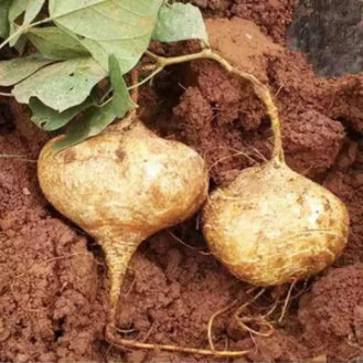 Singkamas Vegetable Seeds (20 seeds) - Basic Farm House