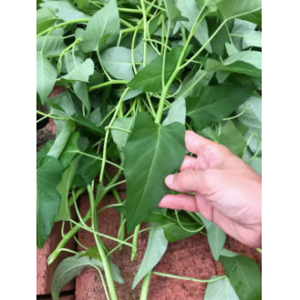 Chinese BIG Leaf Variety Kangkong Water Spinach Vegetable Seeds (60 seeds) - Basic Farm House