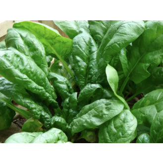 RARE Chinese Savoy Large Leaf Spinach Vegetable Seeds (1000 seeds) - Basic Farm House