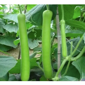 Giant Long Variety Loofah Sponge Gourd Upo Vegetable Seeds  (20 seeds) - Basic Farm House