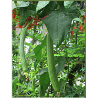 RARE Long Variety Loofah Sponge Gourd Patola Vegetable Seeds (20 seeds) - Basic Farm House