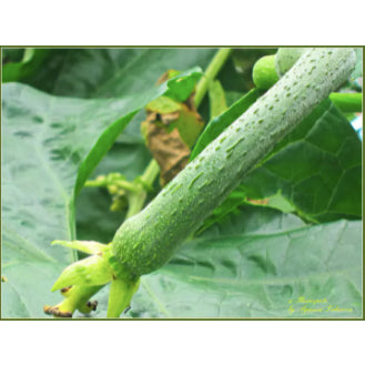 RARE Long Variety Loofah Sponge Gourd Patola Vegetable Seeds (20 seeds) - Basic Farm House
