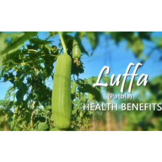 RARE BIG Variety Luffa Sponge Gourd Patola Vegetable Seeds (20 seeds) - Basic Farm House