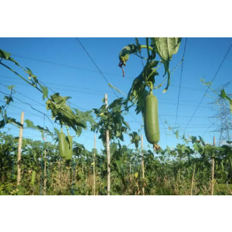 RARE BIG Variety Luffa Sponge Gourd Patola Vegetable Seeds (20 seeds) - Basic Farm House