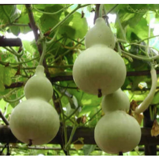 RARE Chinese Bottle Gourd UPO Vegetable Seeds (5 seeds) - Basic Farm House